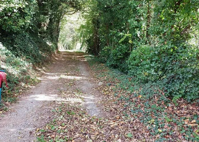 Rossignol * Le Bez (Tarn)